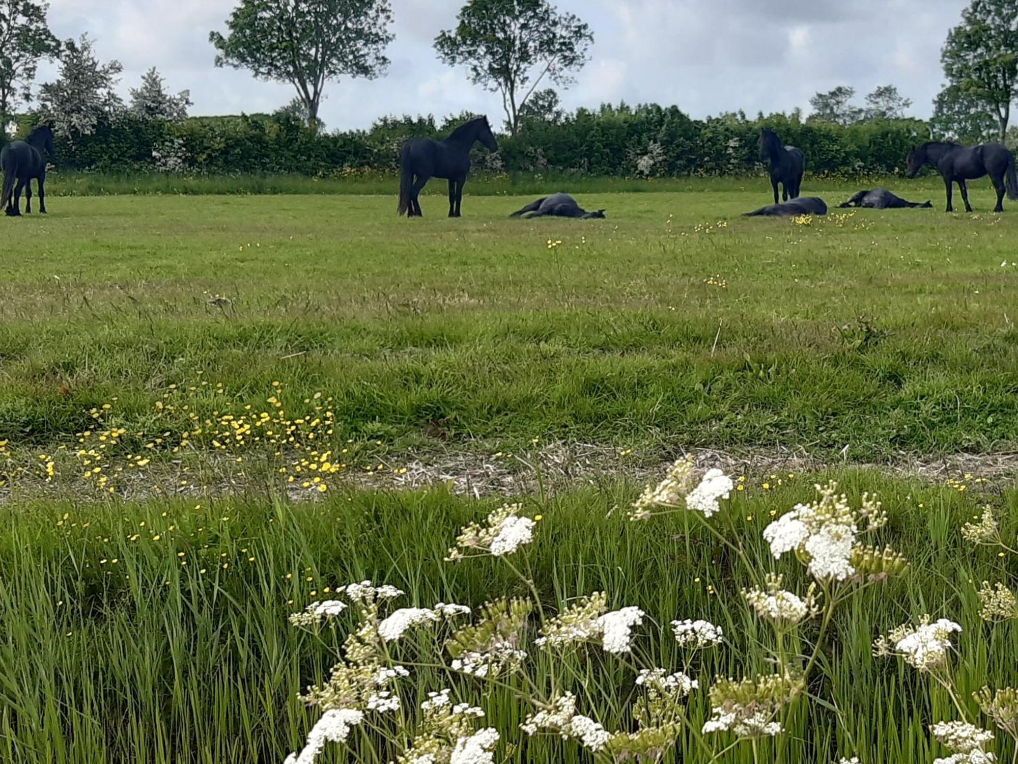 Wetterwillefriesland Wommels